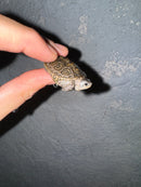 Hi White Concentric Diamondback Terrapin 2024