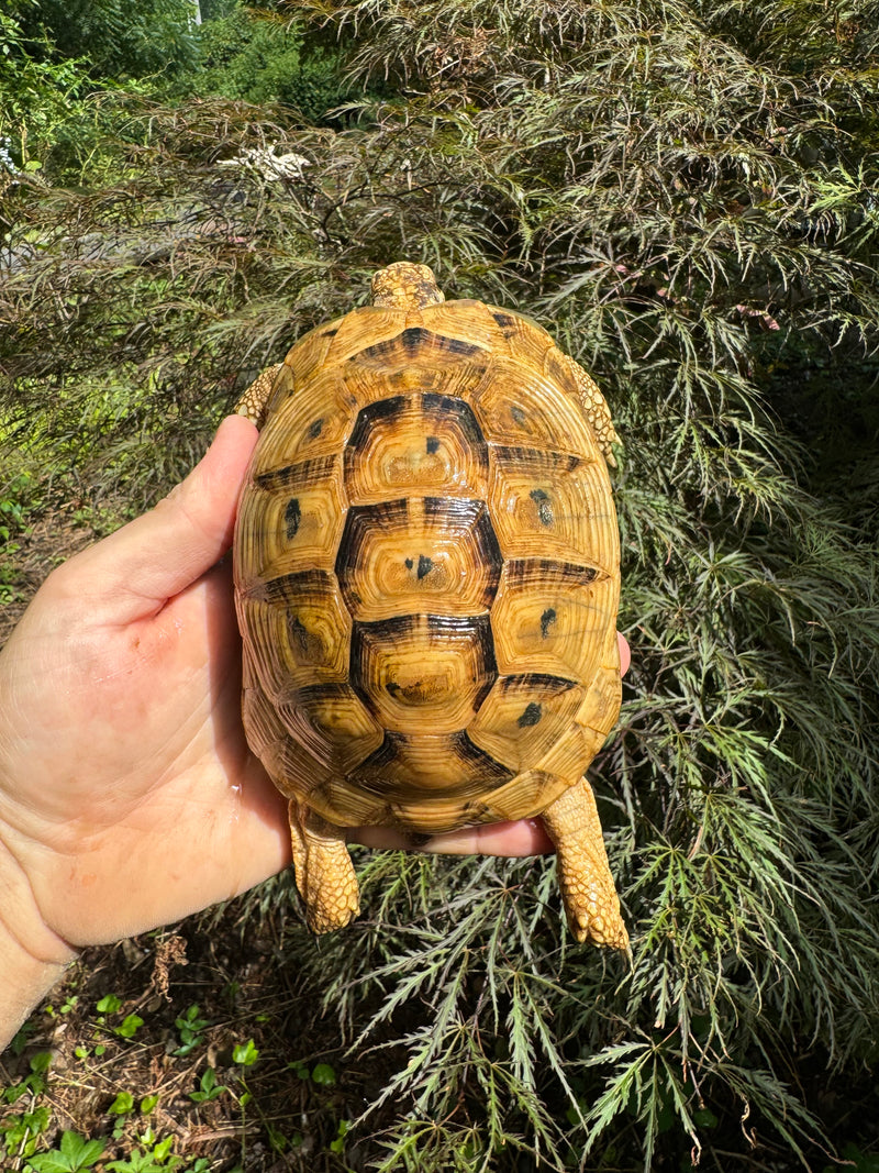 Syrian Golden Greek Tortoise Pair