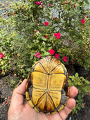Yellow Mud Turtle Adult Pair