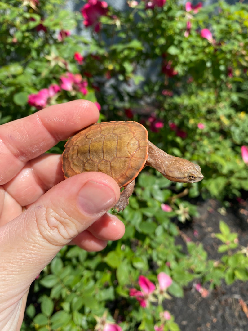 OHGA　MY TURTLE　ベージュ Baby Geoffroy's Sideneck Turtles For Sale | American Reptile