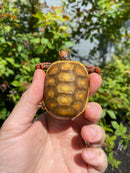 Hypo Blonde Red Foot Tortoise Baby 2026