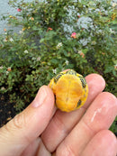 Golden Flame Florida Red Bellied Turtle 2026