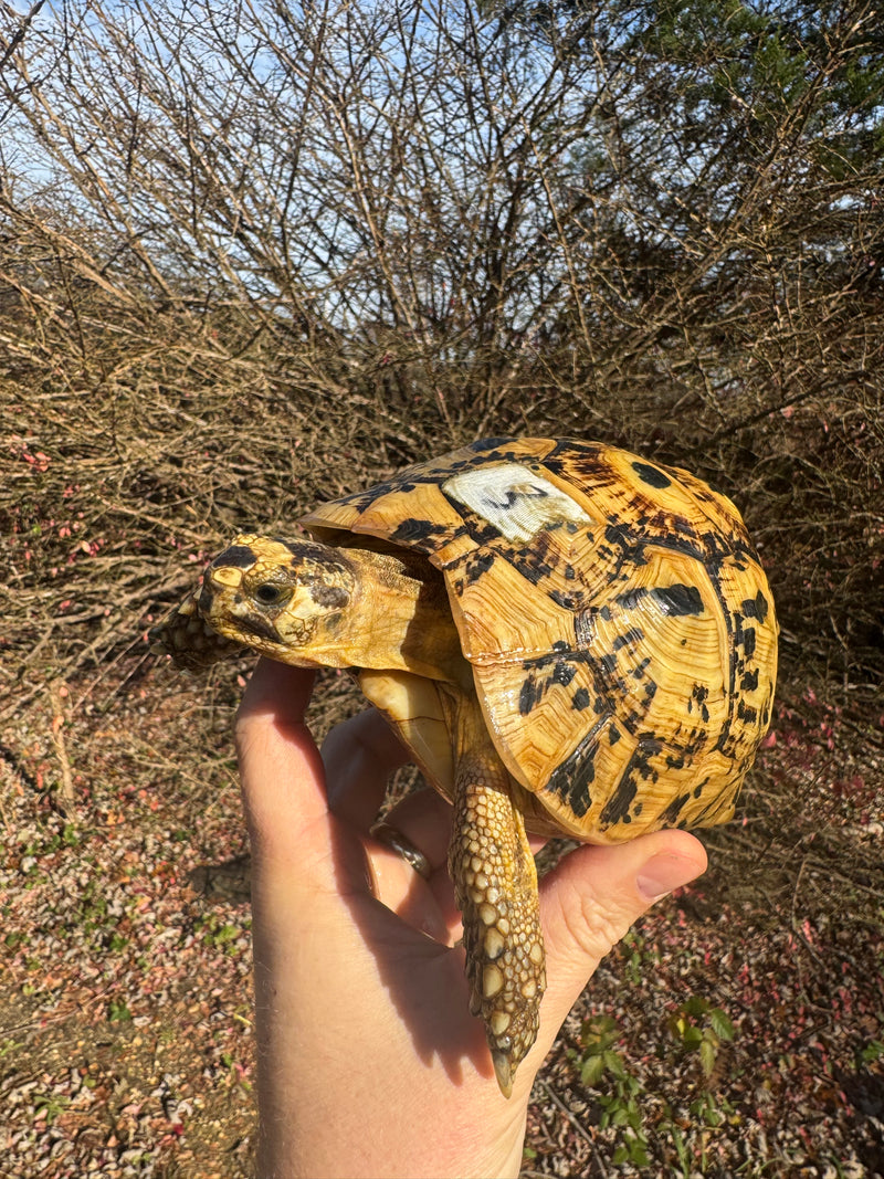 Libyan Greek Tortoise Adult Female