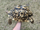 Leopard Tortoise Adult Female