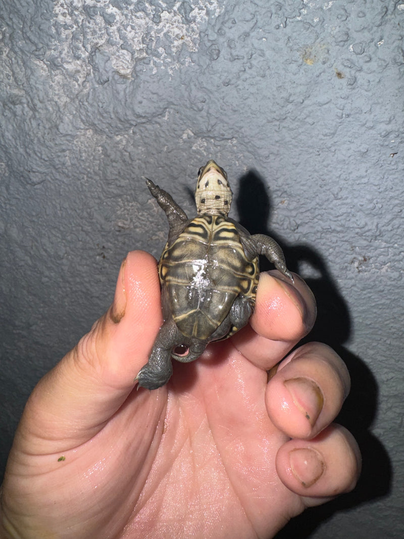 Hi White Concentric Diamondback Terrapin 2024