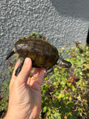 Franco-Italian Pond Turtle Adult Male