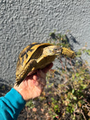 Eastern Hermann's Tortoise Adult Female