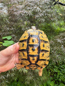 Libyan Greek Tortoise Adult Female