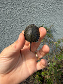 West Coast Pond Turtle Baby