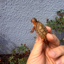 Vietnamese Three-striped Box Turtle