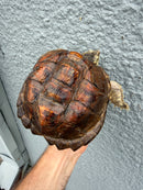 Hypomelanistic Common Snapping Turtle 2024