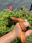 Red Salt Marsh Water Snake Adult Female