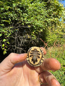 Hi Color Orange Baby Eastern Box Turtle