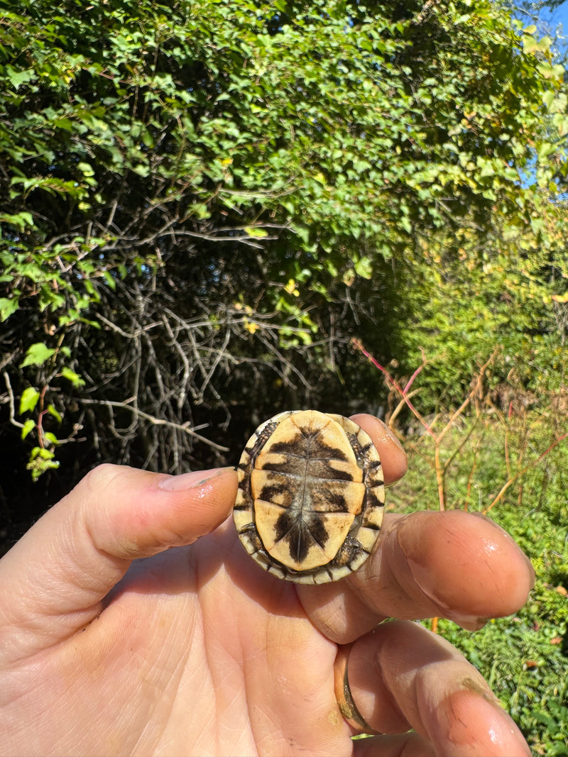 Hi Color Orange Baby Eastern Box Turtle