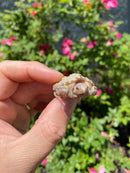 Albino Florida Snapping Turtle 2026
