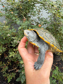 Northern Diamondback Terrapin Adult Female