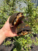 Red Cheeked Mud Turtle Adult Trio
