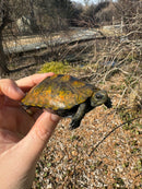 Japanese Pond Turtle 1.3 (Mauremys japonica) (Priced As Group)