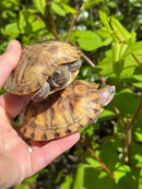 Hypo Translucent Red Eared Slider Turtle (3.5-5inch)  (Trachemys elegans)