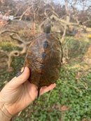 Japanese Pond Turtle Adult Female