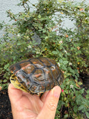 Spanish Pond Turtle Adullt Pair