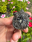 Alligator Snapping Turtle X Common Snapping Turtle