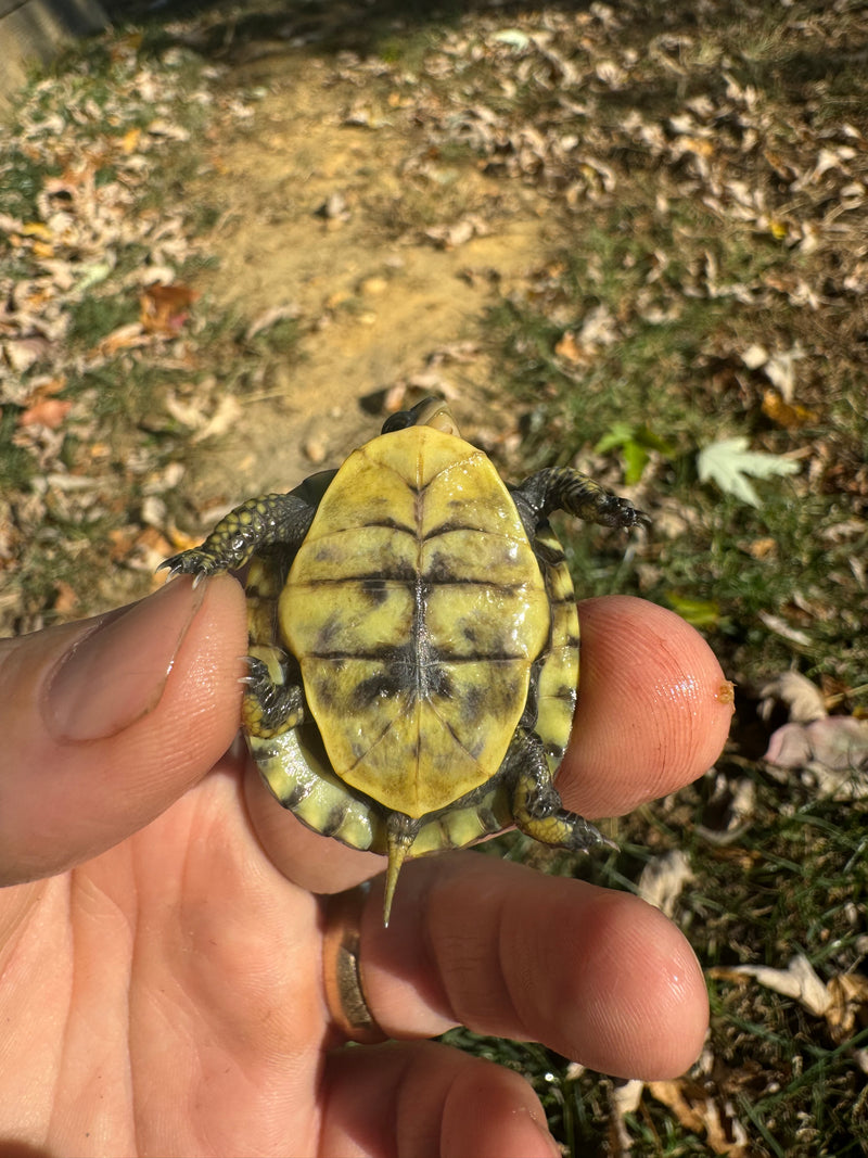 HI YELLOW Florida Box Turtle Baby 2024