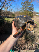 Barbados Red Foot Tortoise Adult Pair