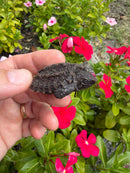 Alligator Snapping Turtle X Common Snapping Turtle