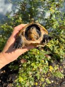 Pacific Giant Musk Turtle Adult Male