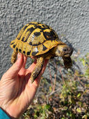 Eastern Hermann's Tortoise Adult Male