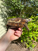 Homes Hinge-back Tortoise Adult Pair