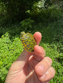Orange Flame Baby Florida Red Bellied Turtle 2025