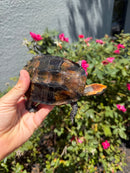Twist-necked Turtle LTC Female