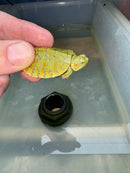 Hi Red Line Bred Pastel Red Eared Slider Turtle 2024