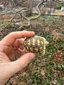 Hi White Leopard Tortoise 2026
