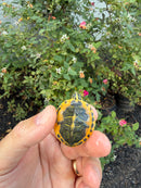 Golden Flame Florida Red Bellied Turtle 2026