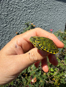 Pastel Clown Peacock Slider Baby 2026
