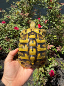 Eastern Hermann's Tortoise Adult Female