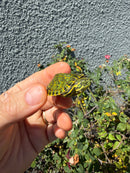 Pastel Clown Peacock Slider Baby 2026