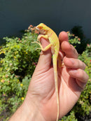 Crimson Red Albino Green Iguana 2026