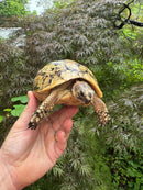 Libyan Greek Tortoise Adult Female