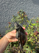 Franco-Italian Pond Turtle Adult Male