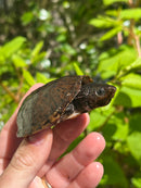 Loggerhead Musk Turtle Adult Pair