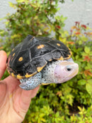 Ornate Diamondback Terrapin Female