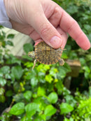 Hypomelanistic River Cooter Turtle Baby
