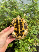 Flat Shell Turtle Juvenile Female 2025