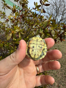 Mitch Clown Red Eared Slider Turtle