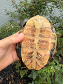 Northern Diamondback Terrapin Adult Female