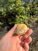 Albino Reeves Turtle Pair